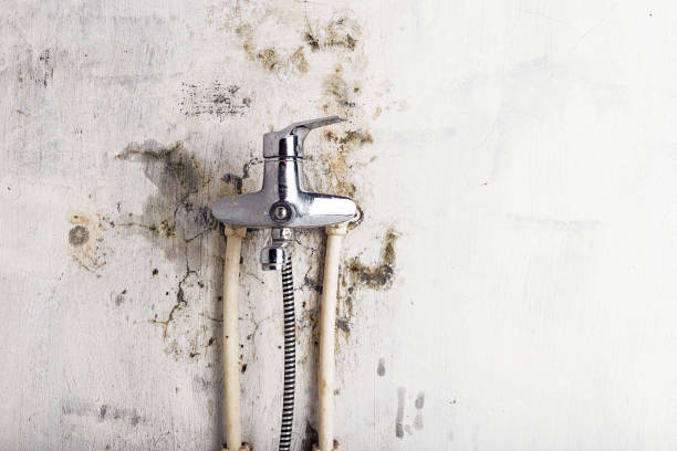 Best Toxic Mold Removal  in South Venice, FL