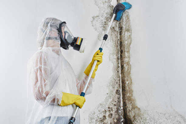 Best Commercial Mold Removal  in South Venice, FL
