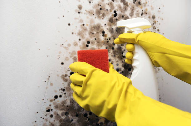Best Crawl Space Mold Removal  in South Venice, FL