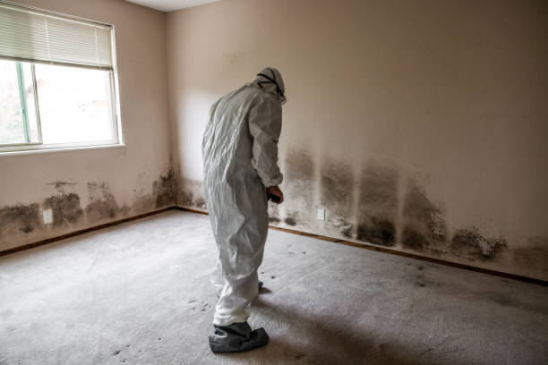 Mold Removal Process in South Venice, FL