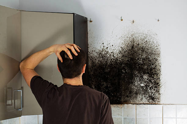 Best Mold Remediation  in South Venice, FL