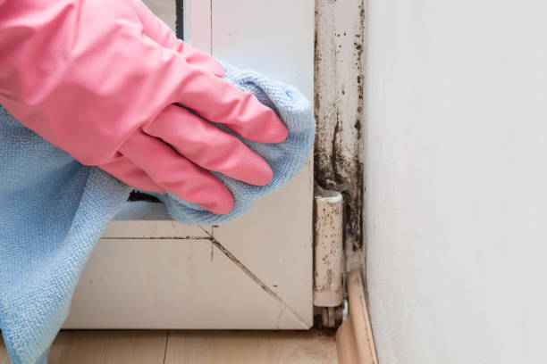 Best Black Mold Removal  in South Venice, FL